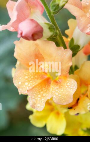 Closeup of water droplets on the petals of a red rose Stock Photo - Alamy