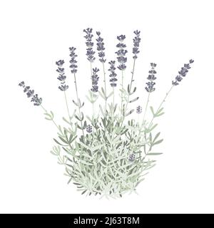 Flat grass lavender isolated vector Illustration. For label, packaging, card. Healing and cosmetics herb. Medical plant. For natural and organic Stock Vector