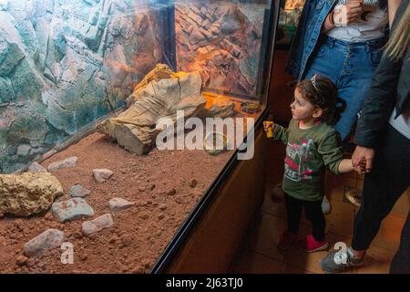 Little girl looking at iguana lizard through the glass in zoo