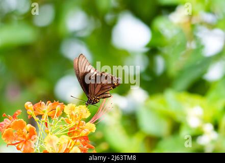 Pretty tropical black Swallowtail butterfly feeding on a tropical yellow and orange Pride of Barbados flower in a garden. Stock Photo