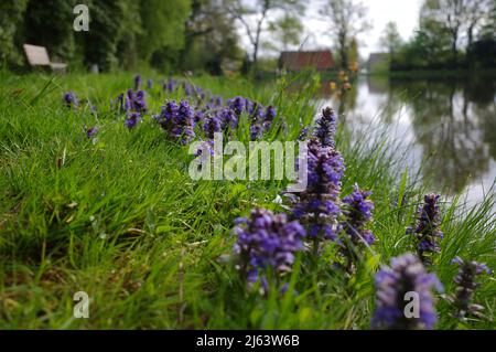 Ajuga reptans  or common bugle  grows at the bank of a small lake. The old water mill and trees can be seen out of focus in the distance Stock Photo