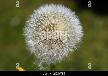 Closeup macro image of dandelion seed head on a sunny day in the springtime Stock Photo