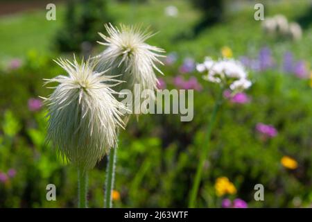 Fluffy seedheads of the Western Anemone (Pulsatilla occidentalis) against the brilliant colors of an alpine meadow near Mt. Rainier, Washington, USA. Stock Photo