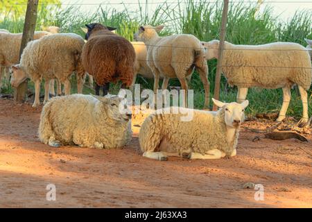 Two sheep that escaped from the farm's pasture lying on the ground of a dirt road in front of the flock. Stock Photo