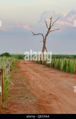 Big dead tree with dry branches, with no leaves on the side of a dirt road in a rural area. Stock Photo