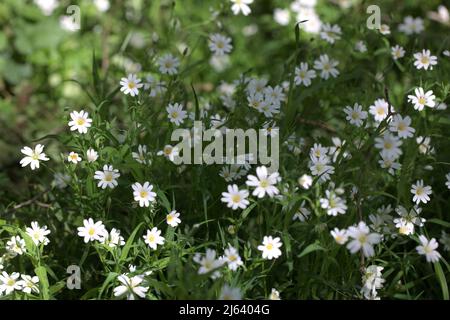 Close-up of fresh wildflowers of Greater stichwort,  Stellaria holostea Stock Photo