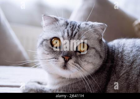 a great gray Scottish Fold cat looks away Stock Photo