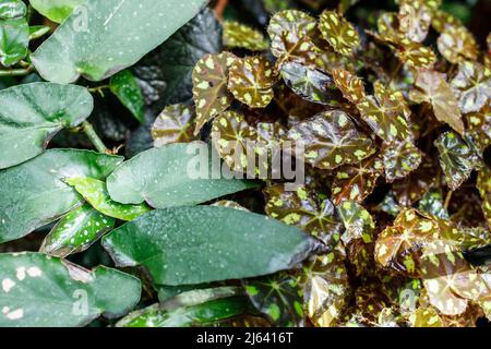 Begonia rex, the king begonia, is a species of flowering plant in the family Begoniaceae. Stock Photo