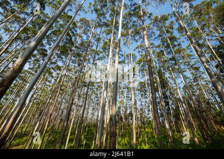 Eucalyptus forest in Sri Lanka Stock Photo