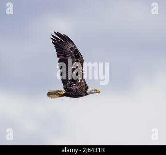 Bald eagle in northern Wisconsin. Stock Photo