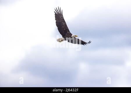 Bald eagle in northern Wisconsin. Stock Photo