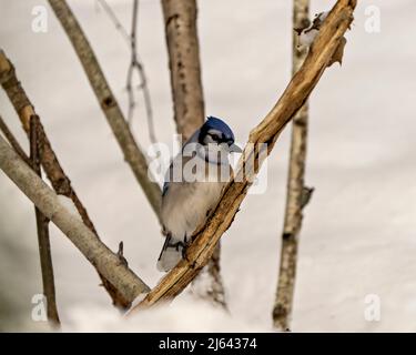 Blue Jays in forest in winter Stock Photo - Alamy