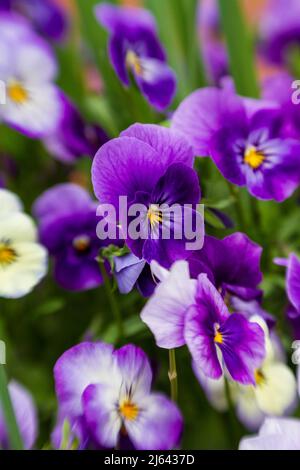 Purple and white pansies (Viola tricolor var hortensis) blooming in a spring garden, with focus on a single flower in center of image. Stock Photo