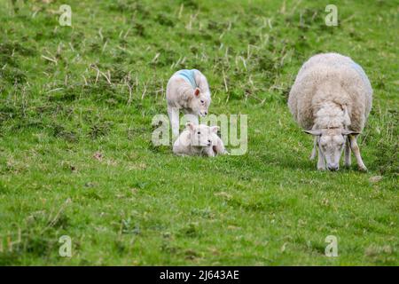 Twin lambs beside mother sheep ewe on green pasture in Ireland. Playful young farm animals. Stock Photo
