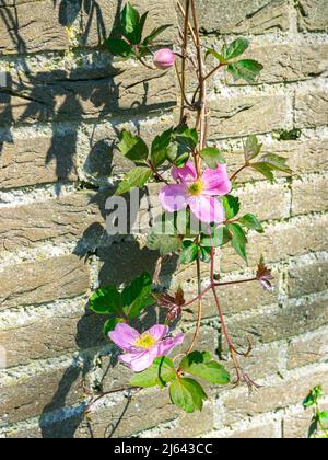 Clematis with pink flowers climbs along a brick wall Stock Photo