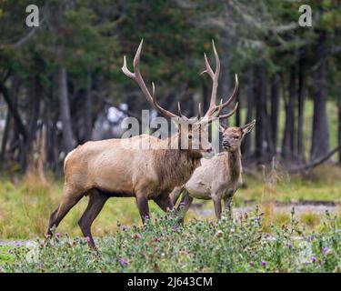Elk male buck with female cow with blur forest background and wild flowers foreground in their environment and habitat surrounding. Red deer animal.