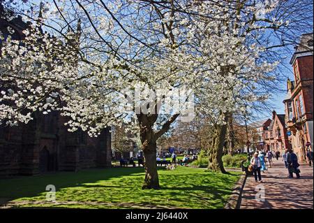 NANTWICH. CHESHIRE. ENGLAND.19-04-18. The town centre, St. Mary's Church, with trees in blossom. Stock Photo