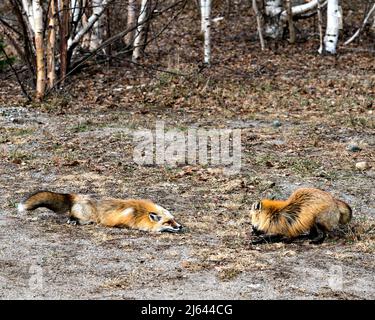 Red fox couple interacting with birch trees background in the springtime displaying fox tail, fur, in their environment and habitat . Fox Picture. Stock Photo