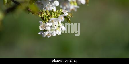 Branch with cherry blossoms on a blurred green background. Stock Photo
