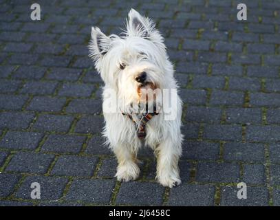 A white scottish terrier against a dark gray background. He is looking curious in the camera. West Highland White Terrier. Westie. Stock Photo