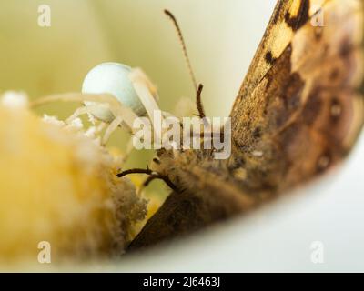 UK crab spider, Misumena vatia, with captured speckeld wood  butterfly, Pararge aegeria, in the flower spathe of a calla lily, Zantedeschia aethiopica Stock Photo