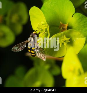 Male migrant hoverfly, Eupeodes corollae, feeding on the spring flowers of the purple wood spurge, Euphorbia amygdaloides 'Purpurea'; in a Devon garden Stock Photo