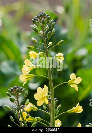 Bolted stems and flowers of the cold hardy early spring vegetable, Purple sprouting broccoli, Brassica oleracea var. italica Stock Photo