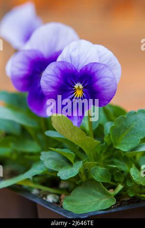 Close up photo of colorful pansies (Viola tricolor var hortensis) in shades of purple with yellow centers, in bedding trays waiting to be planted. Stock Photo