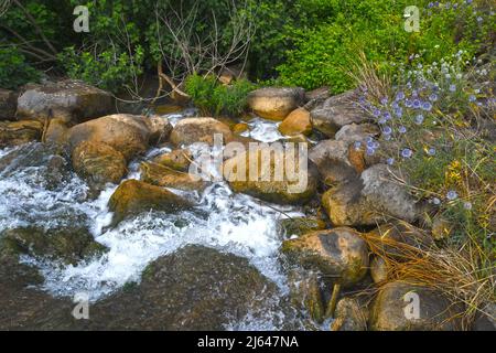 Stream in the Galilee, Israel Stock Photo