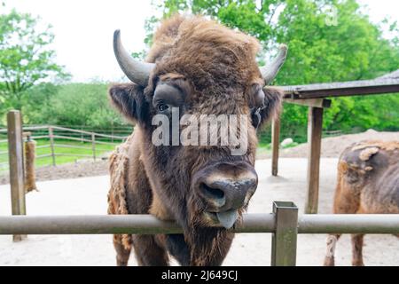 big bison in zoo animal park outdoor Stock Photo