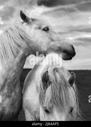 Beautiful white horses on the island of Islay, Hebrides, Scotland. Stock Photo