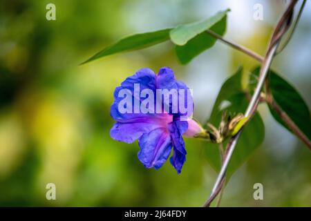 Close up of violet flowers. Ipomoea Stock Photo