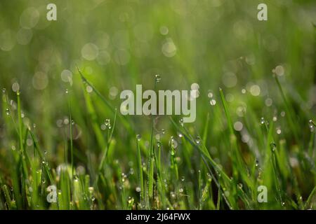 Morning dew drops on the grass. Stock Photo