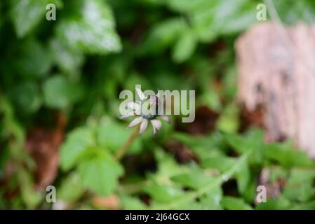 A closed green dandelion bud against green blurred leaves Stock Photo