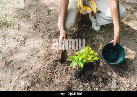 young woman collaborating with the planting of trees in a public park, outdoors transplanting a tree to nature. Stock Photo