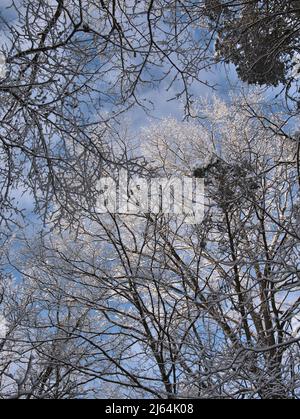 A portrait image of tall trees in winter covered in snow. Stock Photo