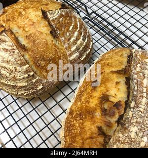 Freshly baked sourdough bread loaves on a metal tray Stock Photo