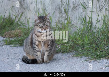 Cat sitting on the ground outside with wall and plants in the background Stock Photo