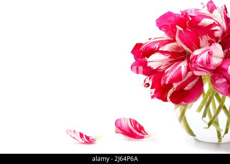 Banch of colorful pink with white  spring tulip flowers , in a  vase on white a background.  Floral design with a copyspace. Stock Photo