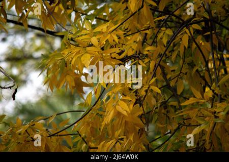 yellow leaves of a tree in autumn Stock Photo