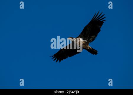 immature Bald Eagle in flight over Boise River , Idaho. Stock Photo