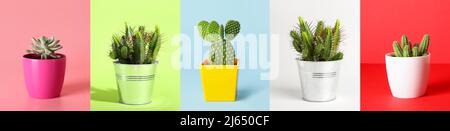 Pots with green cacti and succulent on colorful background Stock Photo