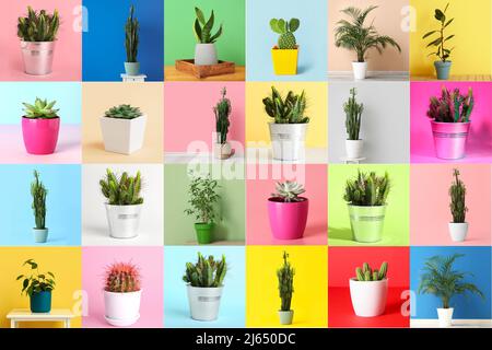Collage with beautiful green houseplants Stock Photo - Alamy