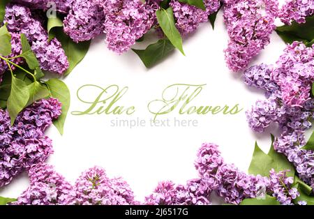 Frame made of beautiful lilac flowers on white background with space for text Stock Photo
