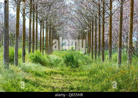 View of Paulownia kiri tree plantation in bloom. Israel Stock Photo