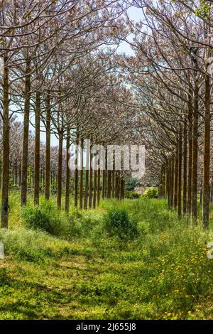 View of Paulownia kiri tree plantation in bloom. Israel Stock Photo