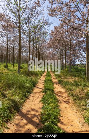 View of Paulownia kiri tree plantation in bloom. Israel Stock Photo