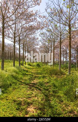 View of Paulownia kiri tree plantation in bloom. Israel Stock Photo