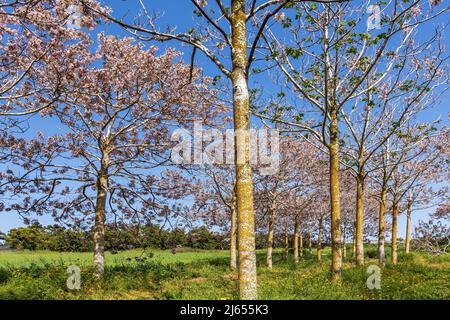 View of Paulownia kiri tree plantation in bloom. Israel Stock Photo