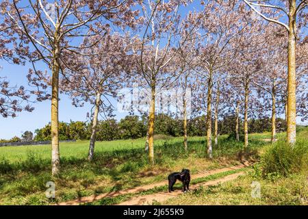 View of Paulownia kiri tree plantation in bloom. Israel Stock Photo